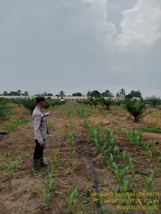 Tumpang Sari Jagung di Kebun Sawit Desa Kayu Labu Terus Dipantau