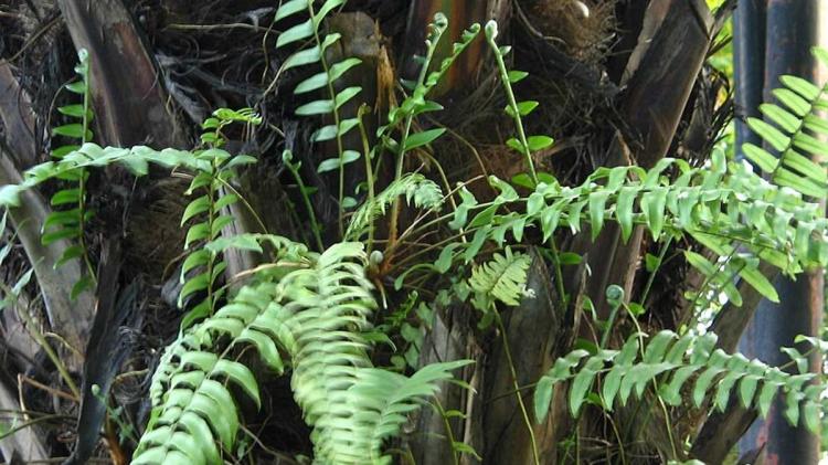 Jangan Pangkas Pakis Ini di Kebun Sawit Anda, Sebab Bukan Gulma!