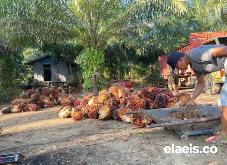 Produksi Kelapa Sawit Jambi Anjlok Sampai 30%, Harganya Dibandrol Rp3.639,42/kg