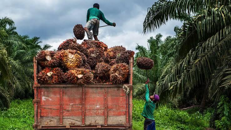 Lahan Sawit 30 Tahun Dituduh Masuk Kawasan Hutan, Kepala Desa di Sumut Minta Keadilan