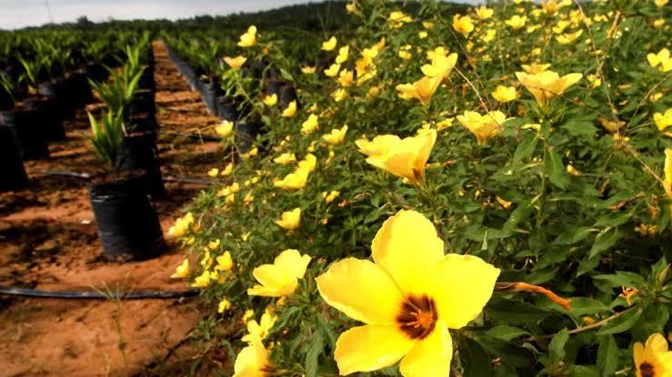 Bunga Pukul Sembilan, Sahabat Petani Sawit Lawan Ulat Api
