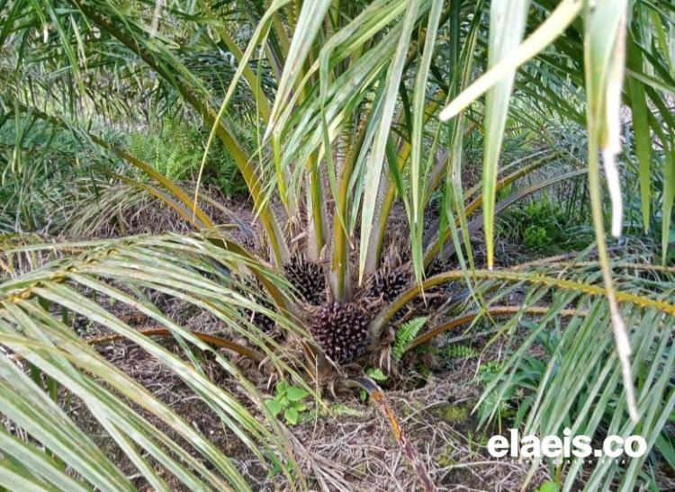 Sawit Trek, Penghasilan Petani dan Pemanen di Aceh Singkil Turun Drastis