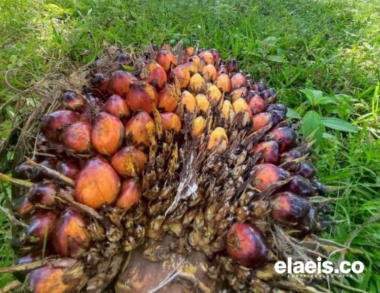 Harga TBS Sawit Kalbar September 2025 Bikin Senyum Petani, CPO Rp14.282/kg
