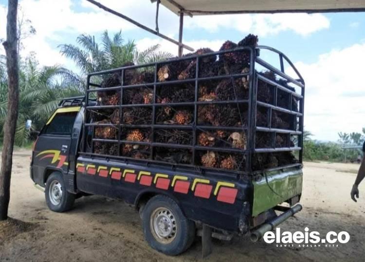 Naik Tipis Harga Sawit Plasma Sumut Dibeli Rp3.654,16/kg