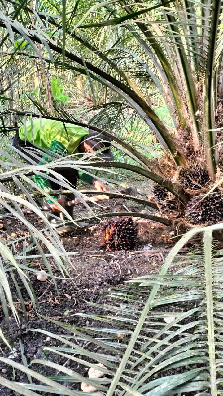 Riangnya Petani Poktan Amanah, Kebun Sudah Mulai Produksi