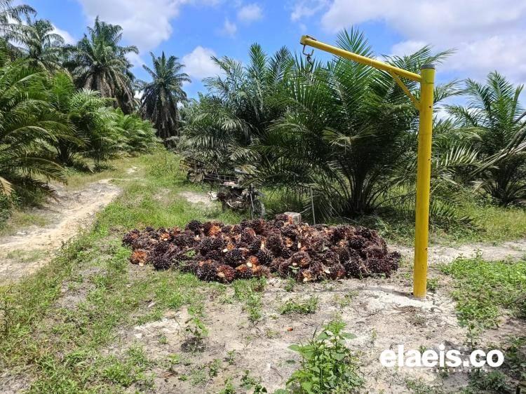 Harga Plasma dan Harga Swadaya Saling Bersaing di Kalbar