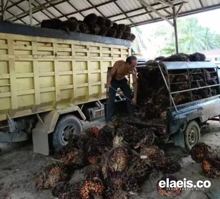 Harga Sawit Swadaya Riau Anjlok