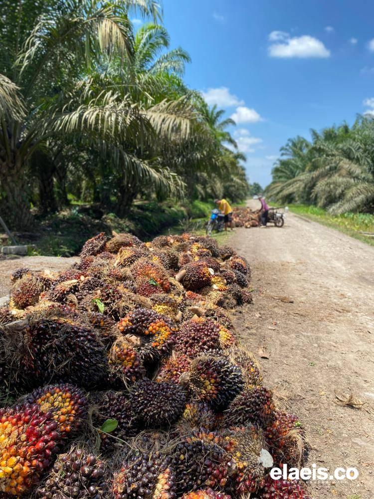 Meski Turun Tipis, Harga Sawit Plasma Riau Cenderung Stabil