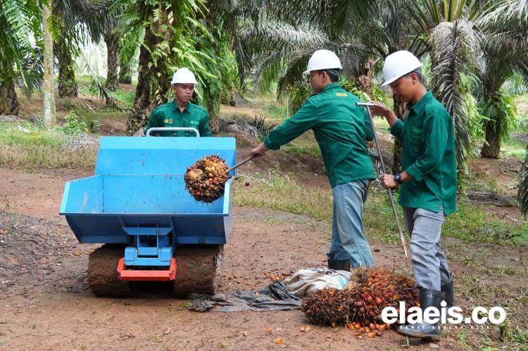 Wow! Pakar Ungkap Minyak Sawit Punya Khasiat Super untuk Organ Vital
