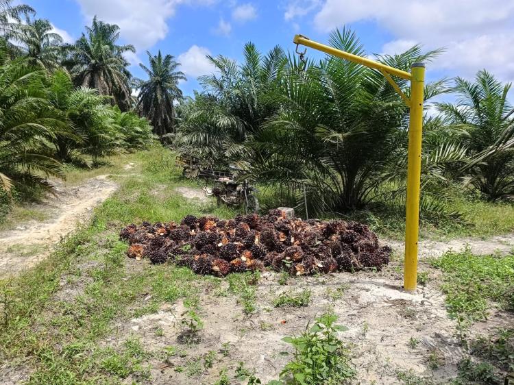 Baru 3 Bulan Produksi, Hasil Kebun Poktan Amanah Dibeli Rp2.750/kg