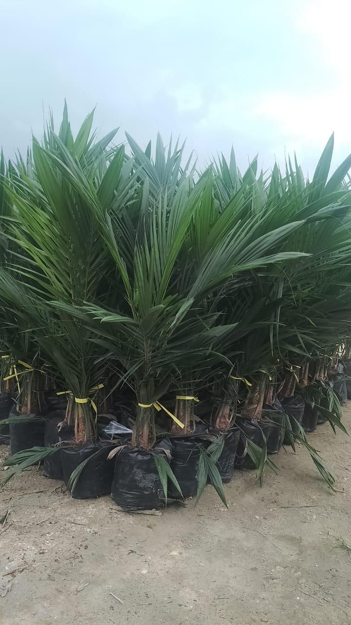 Enam Tahun Hadir, DxP iCalix Terjual 4 Juta Butir