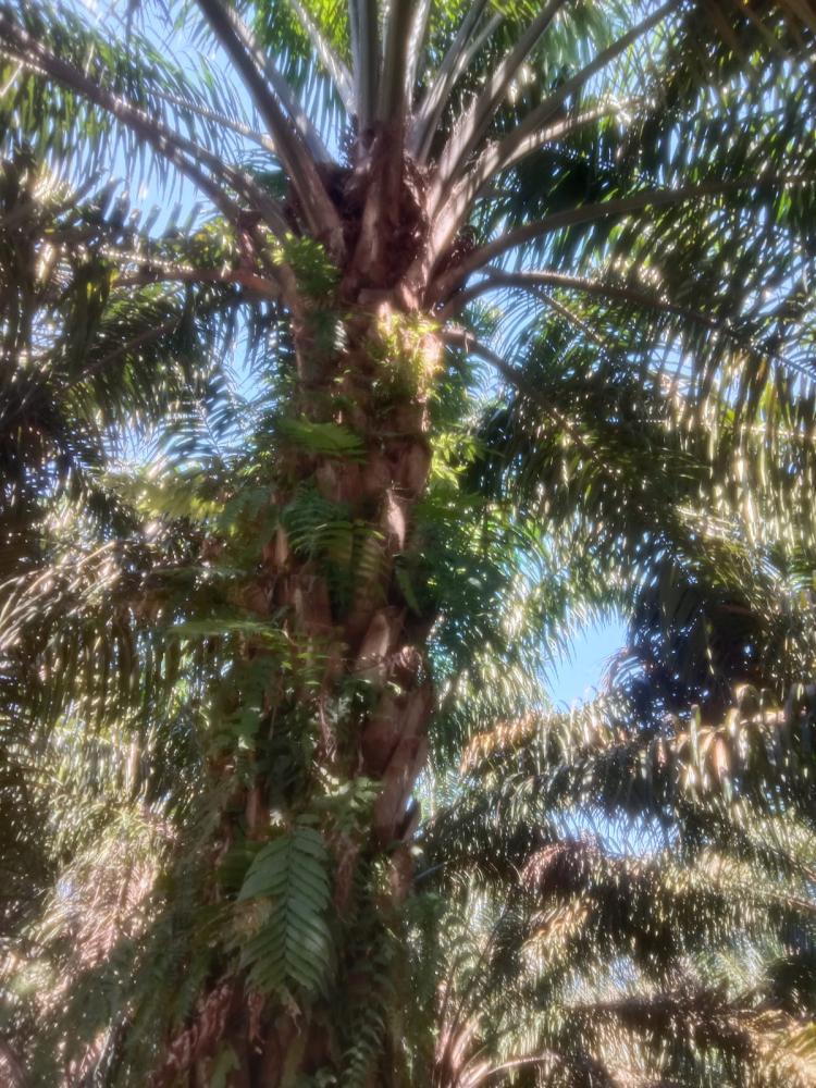 Mulai Meningkat, KPUD Tani Sejahtera Targetkan Produksi sampai 1.500 Ton/Bulan