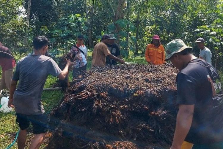 Polinela Buktikan Limbah Sawit Bisa Jadi Jamur Merang dan Pupuk Organik