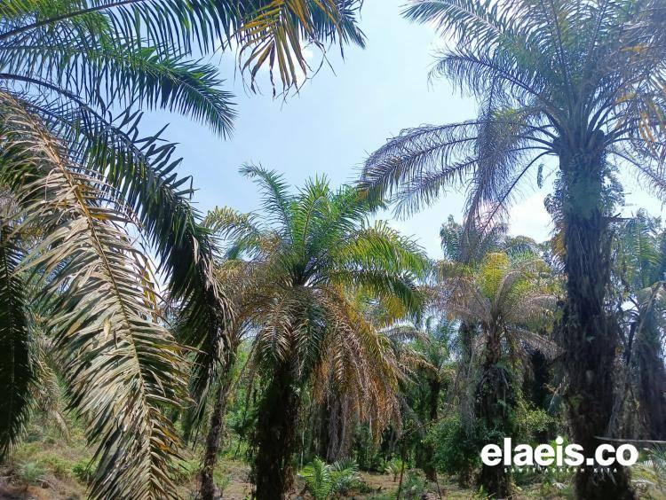 Produksi Anjlok Lantaran Aplikasi Pupuk Masih Lemah di Kaltim