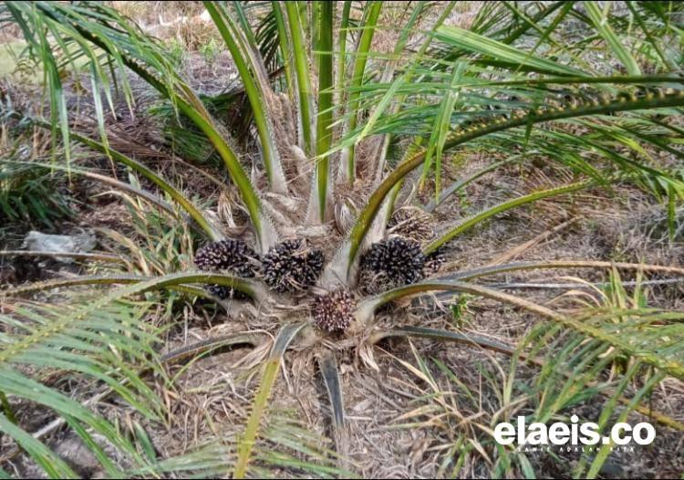 Kementan Blak-blakan, Tanpa Koperasi Sawit Petani Sulit Nikmati Bantuan PSR