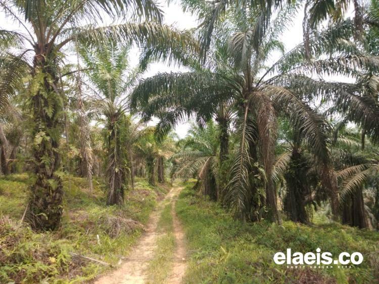 Solidaridad Ajari Cara Simpel Ini Biar Hasil Petani Sawit Maksimal