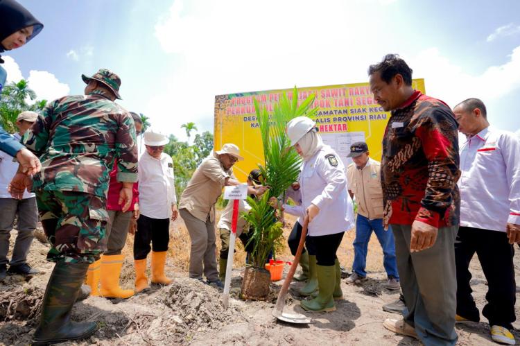 Poktan Segoromas Targetkan Panen Padi Gogo 162 ton Tiap Satu Musim