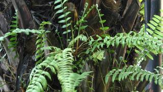 Jangan Pangkas Pakis Ini di Kebun Sawit Anda, Sebab Bukan Gulma!