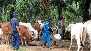 Intercropping dan SISKA, Strategi IPB Bikin Sawit Lebih Produktif dan Berkelanjutan