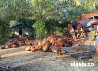 Produksi Kelapa Sawit Jambi Anjlok Sampai 30%, Harganya Dibandrol Rp3.639,42/kg