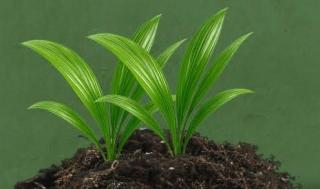 Fenomena Double Tone Sawit, Peluang Panen Lebih Banyak untuk Petani