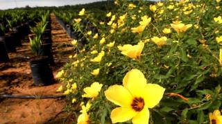 Bunga Pukul Sembilan, Sahabat Petani Sawit Lawan Ulat Api