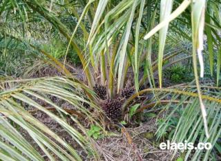 Sawit Trek, Penghasilan Petani dan Pemanen di Aceh Singkil Turun Drastis