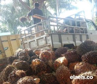 Harga Sawit Jambi Periode 5-11 September 2025 Naik Rp3,51/kg