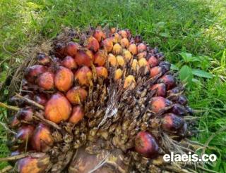 Harga TBS Sawit Kalbar September 2025 Bikin Senyum Petani, CPO Rp14.282/kg