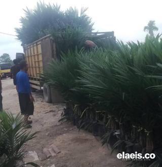 Peremajaan dan Pembangunan Kebun Tinggi, Bibit Sawit Laris Manis
