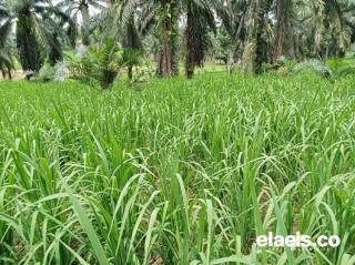 Perlu Pola Kemitraan Untuk Sukseskan Program Padi Gogo