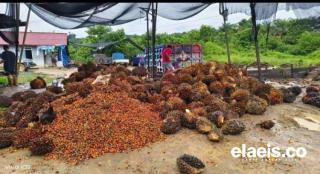 Produksi Kebun Sawit di Kaltim Anjlok Sampai 40%