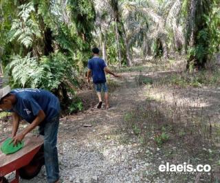 BIPOS Project Ubah Petani Sawit di Labuhan Batu Jadi Produsen Mandiri