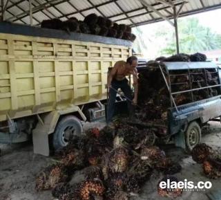Harga Sawit Swadaya Riau Anjlok
