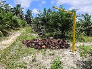 Baru 3 Bulan Produksi, Hasil Kebun Poktan Amanah Dibeli Rp2.750/kg
