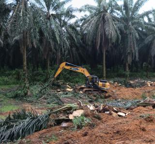 Klaim Kawasan Hutan Buat PSR di Kalteng Terseok-Seok