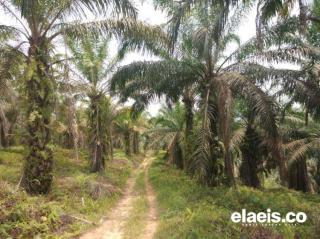 Solidaridad Ajari Cara Simpel Ini Biar Hasil Petani Sawit Maksimal