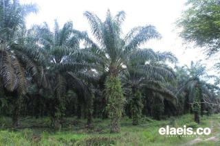 PKS Tanpa Kebun dan PKS Brondolan Ancaman Pola Kemitraan