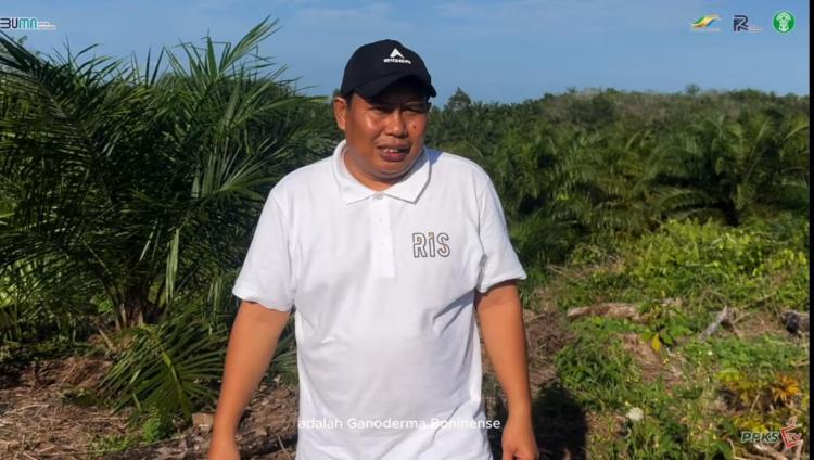 Sawit Eks-Karet Rentan Ganoderma, Petani Wajib Terapkan Ini