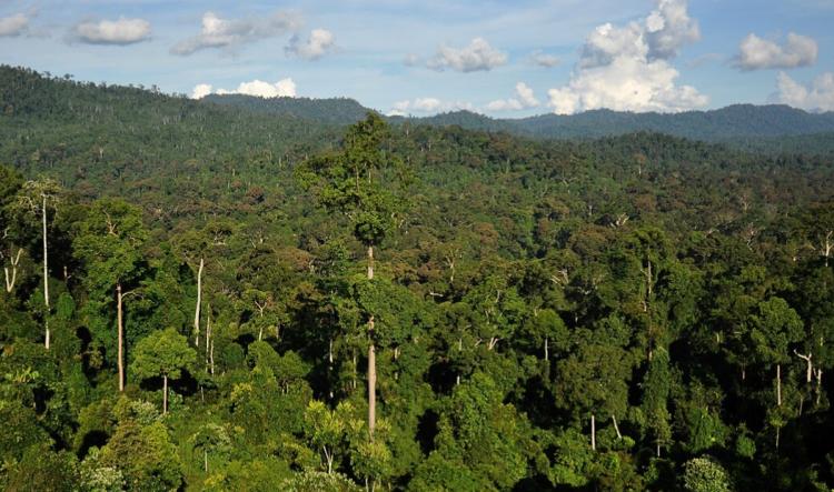 Blak-blakan! IPB Sebut Penertiban Hutan Tak Realistis, Rakyat Bisa Jadi Korban Baru