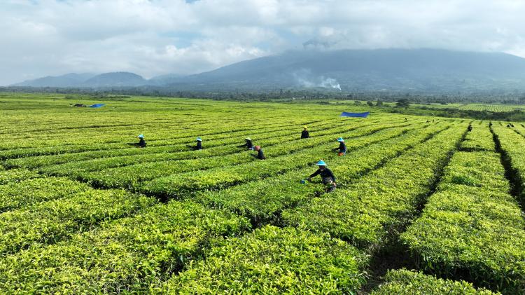 Produksi Teh Tembus 10.325 Ton, PalmCo Perkuat Daya Saing Indonesia di Pasar Global