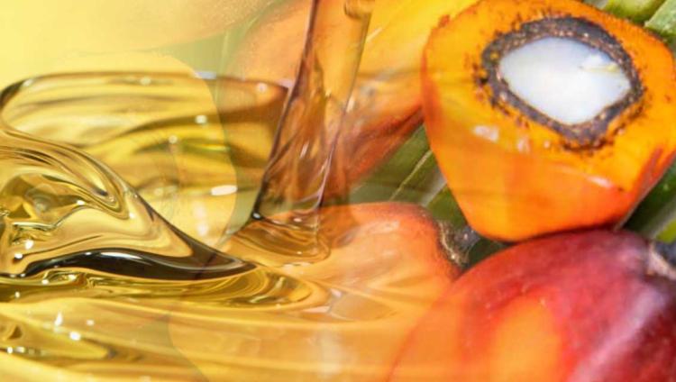 India Borong 50 Persen Minyak Sawit RI, Ekspor CPO Terus Diguyur Untung