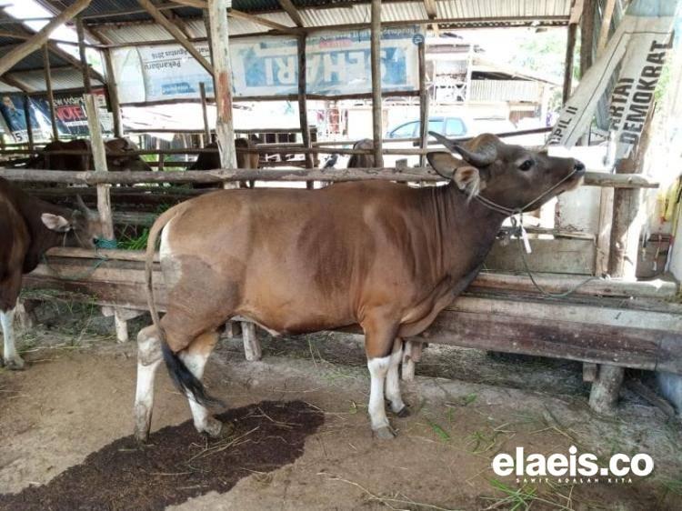 Puluhan Petani Sawit di Tebo Usulkan Diri Untuk Program Integrasi Sapi dan Sawit