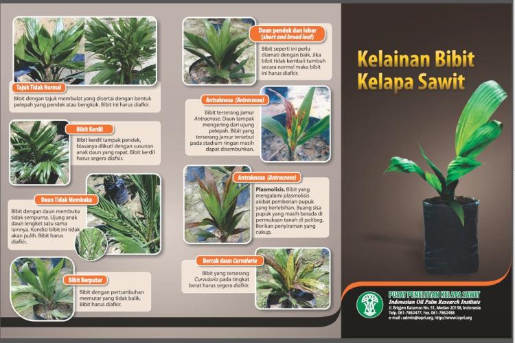 Stop Rugi Panen! Kenali Tanda Bibit Sawit Abnormal 