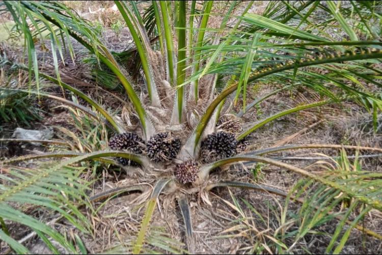 Ternyata Bibit Sawit Abnormal Bisa Muncul Gara-Gara Kesalahan Sepele