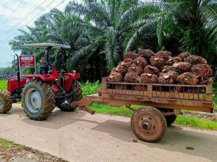 PP 45/2025 Picu Inflasi Dahsyat di Daerah Penghasil Sawit