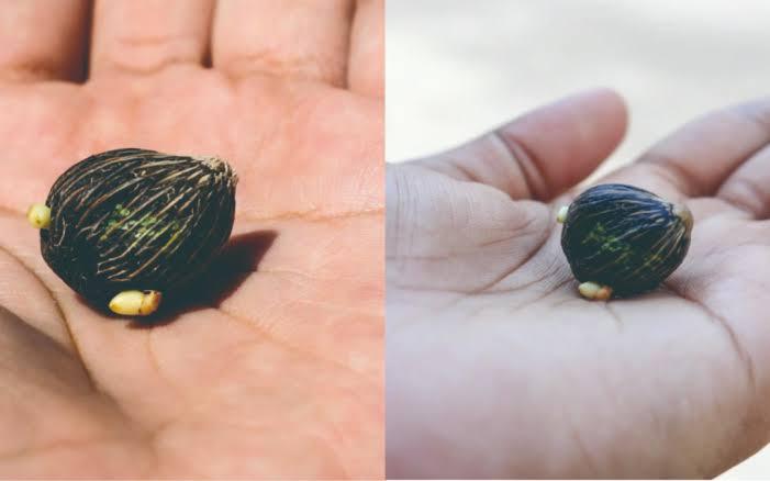 Sudah Terima Kecambah Sawit? Tanam Sekarang Sebelum Terlambat