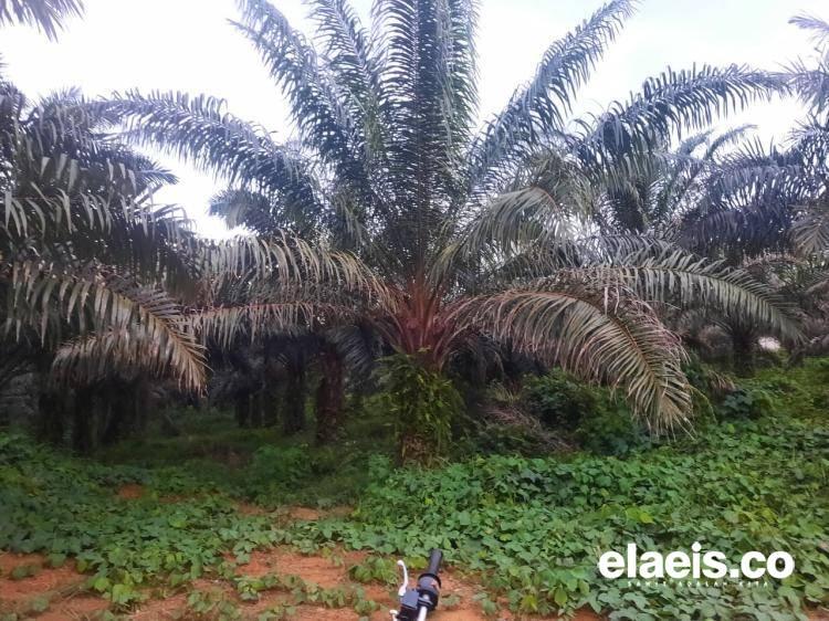 Apkasindo Dukung Langkah Kemitraan Sistem Plasma PT RJ dan Masyarakat 