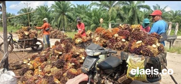 Harga Sawit Plasma Riau Naik Jadi Rp3.714,14/Kg