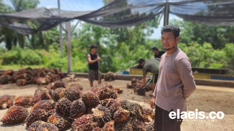 Kunci Sukses Sopir Truk Sawit: Kurangi Biaya Kelakuan!